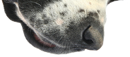 Pies kubek (Bernardyn)
