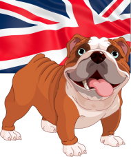 KUBEK | English Bulldog / Buldog Angielski