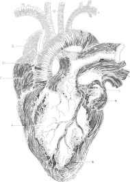 Anatomic hearth