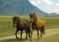 Dwa konie w górach