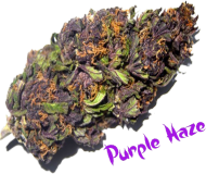 Bluza Purple Haze Rademan
