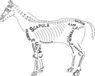 Torba anatomiczna weterynaria koń