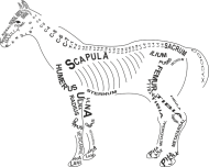 Koszulka anatomiczna weterynaria koń