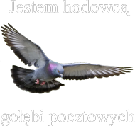 Jestem hodowcą g.pczotowy.