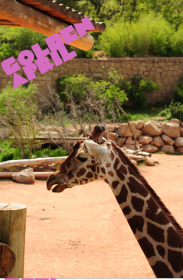 Koszulka dziewczęca "żyrafa"