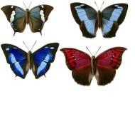 Motylki