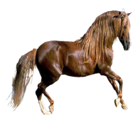 Koń