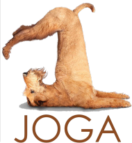 Joga. Prezent dla Joga. Ćwiczę Jogę. Jak zacząć uprawiać Jogę ?