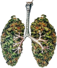 Weed Lungs 03