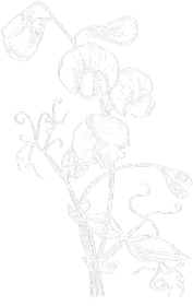 Kwiat groszku - bluza czarna