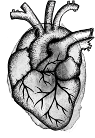 Serce anatomiczne szare - koszulka