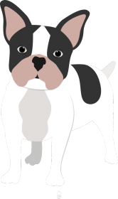 Koszulka dziecięca - BULDOG FRANCUSKI