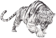 Rysuj Tygrys Cały
