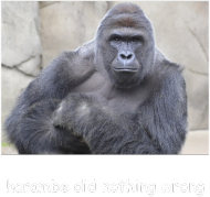 HARAMBE DAMSKA