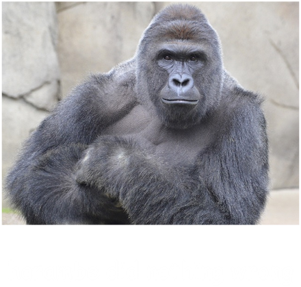 HARAMBE MĘSKA