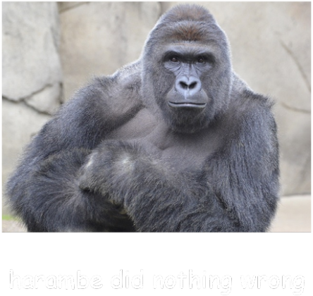 HARAMBE DAMSKA