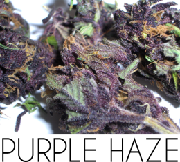 #PURPLE_HAZE