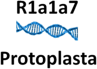 Protoplasta