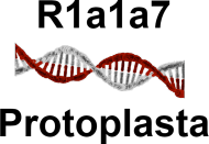 Protoplasta