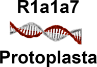 Protoplasta