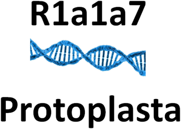 Protoplasta