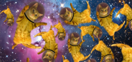 koty w kosmosie
