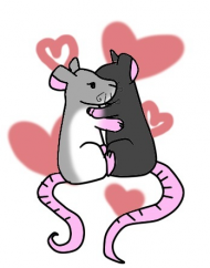 Szczurza Miłość