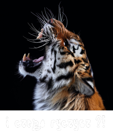 koszulka "i czego ryczysz"