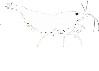 Bluza Shrimp Lover