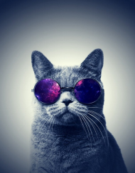 Podkładka kot w okularach