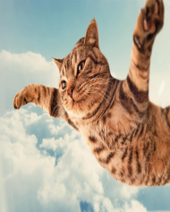 Podkładka latający kot