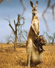 Podkładka kangur