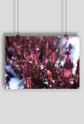 Plakat Zima - Gadżety tworzone z miłości do fotografii zbliżeniowej.