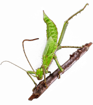 T-shirt męski Straszyk olbrzymi