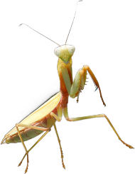 T-shirt damski Złota Hierodula