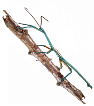 Koszulka dziewczęca Achrioptera Fallax