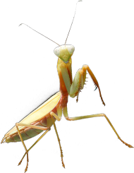 Koszulka dziewczęca Złota Hierodula