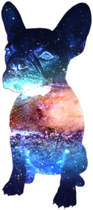 Bulldog Francuski Galaxy