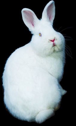 Koszulka Nowozelandzki Biały