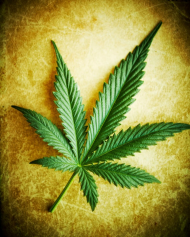 Ganja