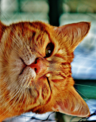 Kicia