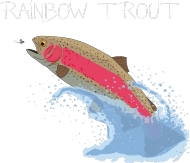 Koszulka Rainbow Trout Black