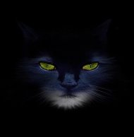 Kolorowa maseczka ochronna wielokrotnego uzytku Czarna Noc Czarny Kot