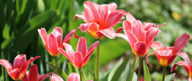 Kubek Tulipany