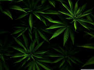 Maseczka ochronna Cannabis