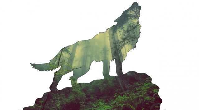 Leśny wilk