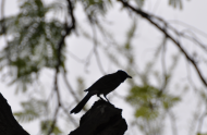 Ptak (fotografia) - maseczka ochronna