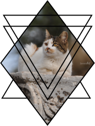 Royal kitty (fotografia) - koszulka męska