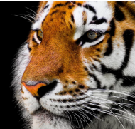 Torba szkolna Tygrys