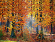Maseczka Ochronna Jesień las
